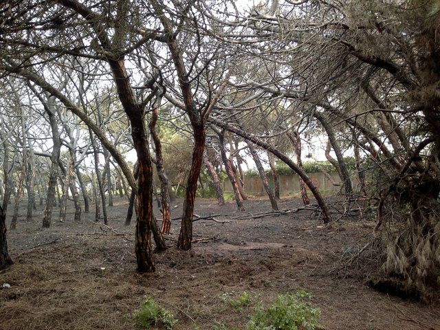 Parte de la pineda de Llevant Mar (Gav Mar) despus de ser quemada en un incendio (19 Mayo 2012)